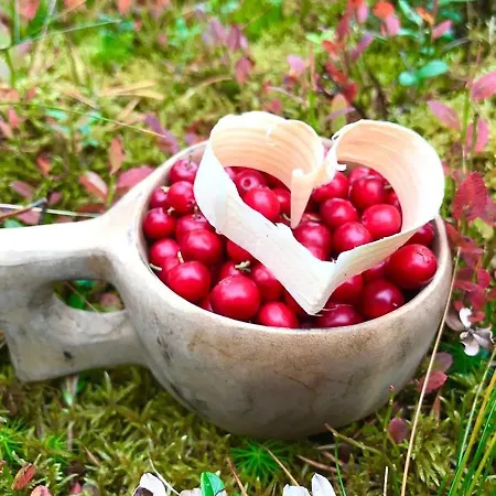 別荘 Satu 31, Kahden Makuuhuoneen Kelomoekki Syoetteellae, Valaistun Ladun Vieressae *