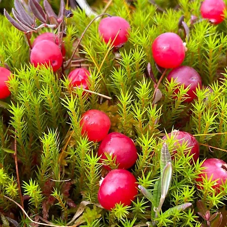 Vakantiehuis Satu 31, Kahden Makuuhuoneen Kelomoekki Syoetteellae, Valaistun Ladun Vieressae