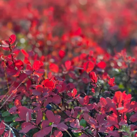 Vakantiehuis Satu 31, Kahden Makuuhuoneen Kelomoekki Syoetteellae, Valaistun Ladun Vieressae *