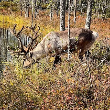 Vakantiehuis Satu 31, Kahden Makuuhuoneen Kelomoekki Syoetteellae, Valaistun Ladun Vieressae
