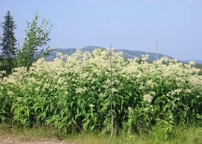 Satu 31, Kahden Makuuhuoneen Kelomoekki Syoetteellae, Valaistun Ladun Vieressae בית נופש סיוטה