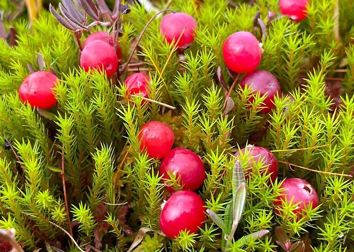 בית נופש Satu 31, Kahden Makuuhuoneen Kelomoekki Syoetteellae, Valaistun Ladun Vieressae