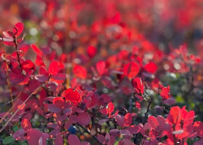 בית נופש Satu 31, Kahden Makuuhuoneen Kelomoekki Syoetteellae, Valaistun Ladun Vieressae *